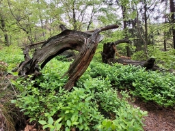 Mrtvé dřevo jako habitat